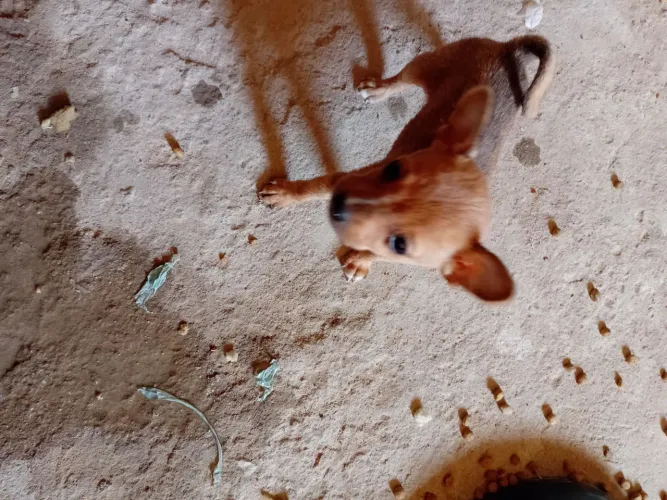 Pinscher n?01