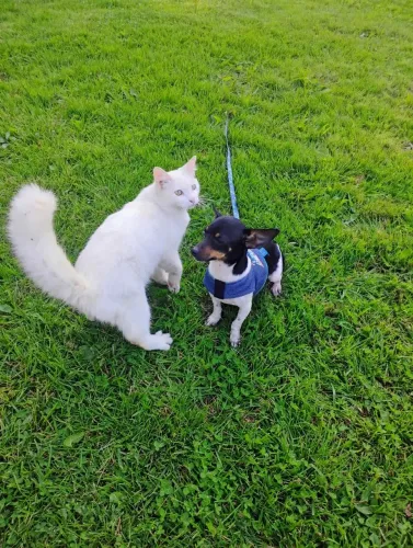 Fêmea pinscher 2