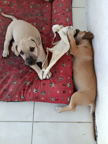 Filhotes pitbull