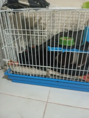 Tô vendendo um porquinho da índia, bem cuidado, quem tem interesse chama ai