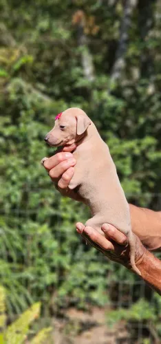 Galgo Italiano - Magnífica - Somos do RJ