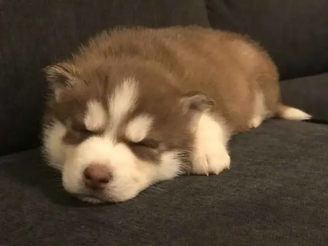 Filhote Husky Siberiano, alto risco de se apaixonar por esses filhotes!