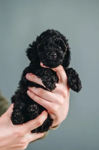 esta menina espera sua chegada poodle