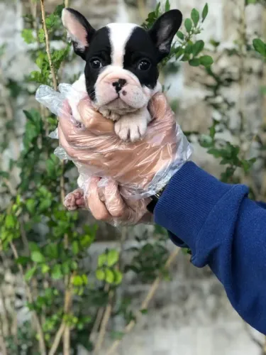 Bulldog frances temos raças de micro, pequeno, medio e grade porte