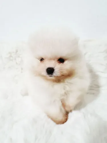 Spitz alemão macho. Pequeno e cheio de carinho