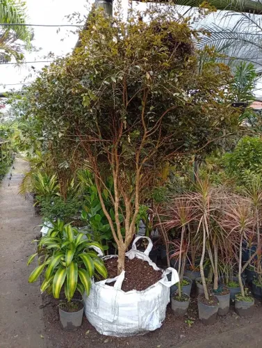 Jabuticaba híbrida 