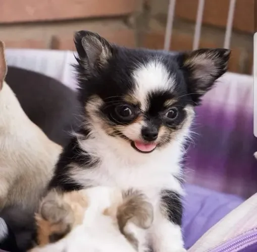 chihuahua pelo longo, curto, chocolatee cores exoticas, machos e fêmeas