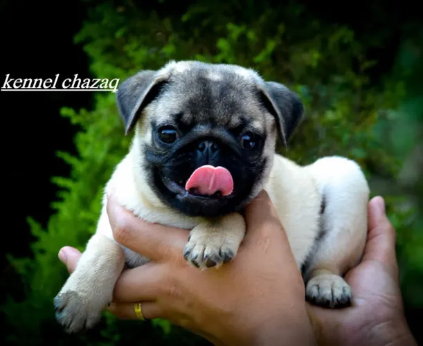 Pug - babys puros de verdade padrão pequeno sem enganação