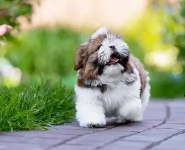 Shih-Tzu Fêmea: O Toque de Graça e Afeto que Sua Casa Precisa"