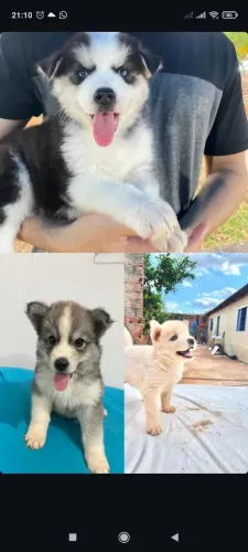 Filhotes de Husky siberiano Macho e Fêmea parcelamos no cartão Goiânia