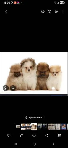 Pessoas que ame pets!