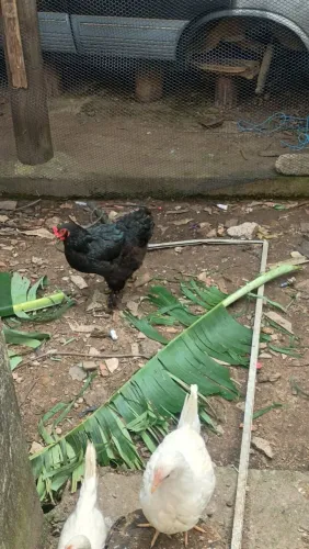 Galinha Brama