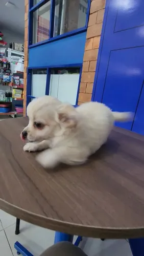 Filhote de chihuahua macho com pedigree 
