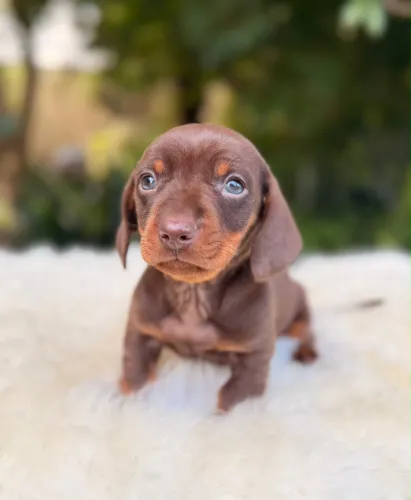 Dachshund Linguicinha Macho Chocolate 