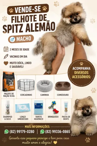 Lulu da pomerânia 