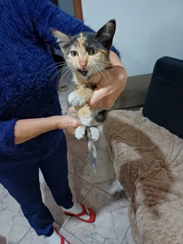 Doa-se gatinha Fêmea - apenas para apartamento com tela! Sem acesso à rua