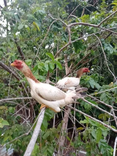 Galinha carioca