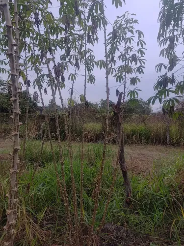 Mandioca maniva