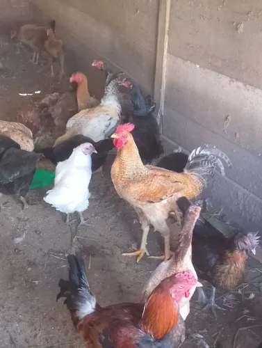 Galos e galinhas