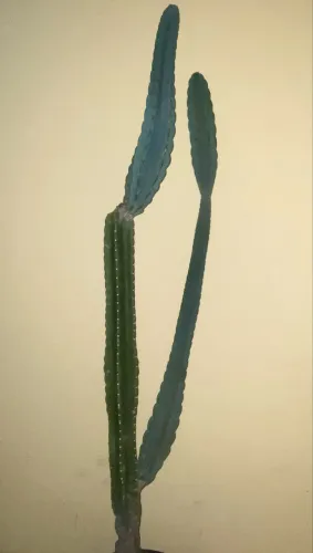 Vende-se Cactos mandacaru ?