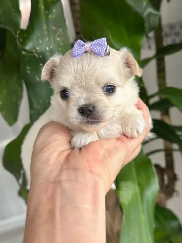 Chihuahua Pêlo Longo - Uma Princesa.