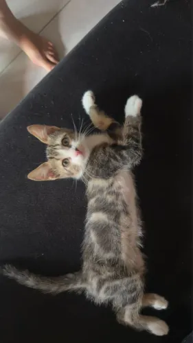Gato para adoção 