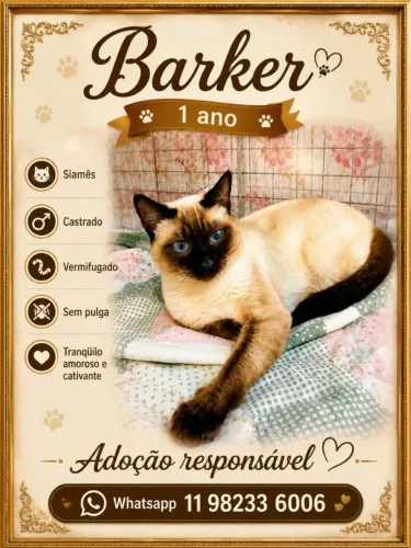 Barker. Gatinho siamês brincalhão castrado