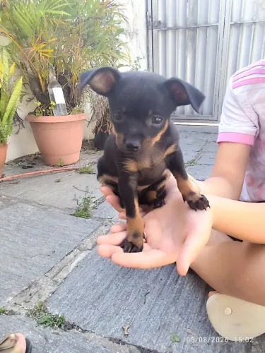 Filhotes de Pinscher