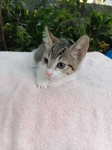 Bebê Beijar Flor está para adoção responsável