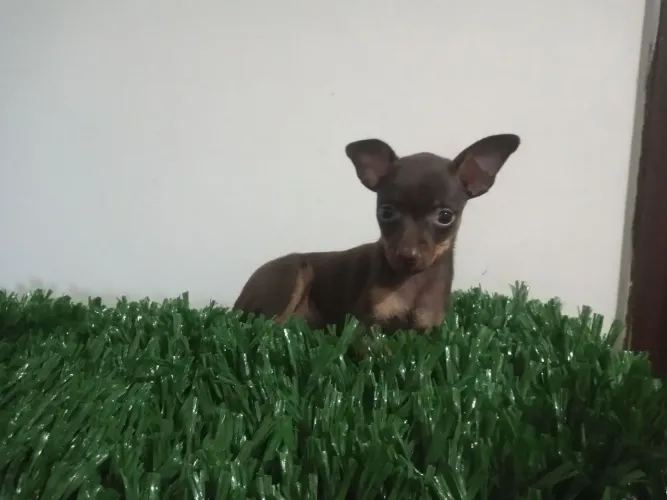 Animais domésticos.