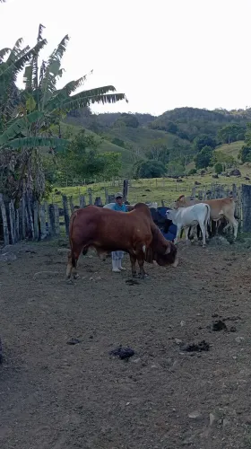 BOI SINDI À VENDA