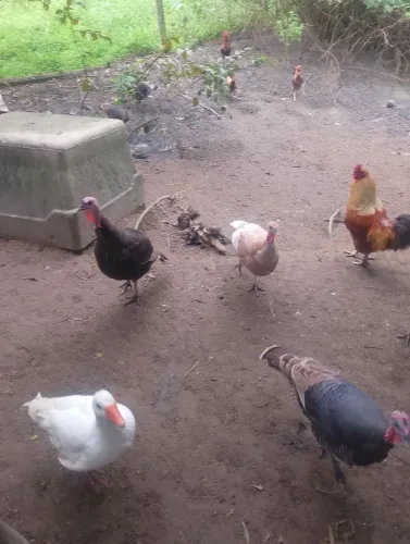 Aves Frangos, peruas, Galos