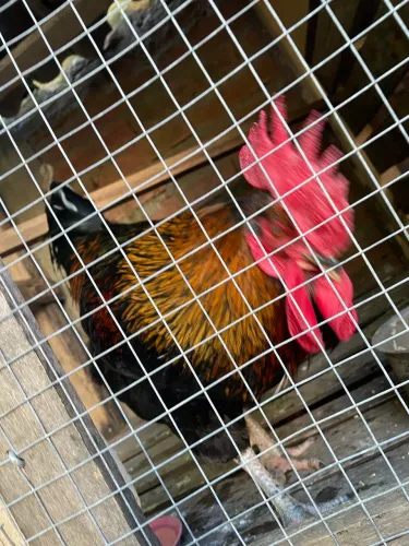 Galo lindo
