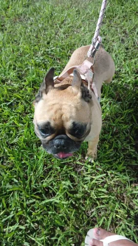 VENDE-SE BULLDOG FRANCÊS - 3 ANOS