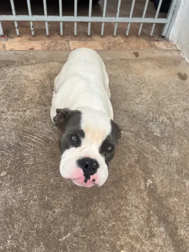 American Bully