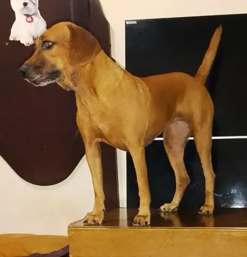 Doação de cachorro 