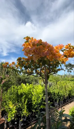 Muda de Bougainville Laranja 