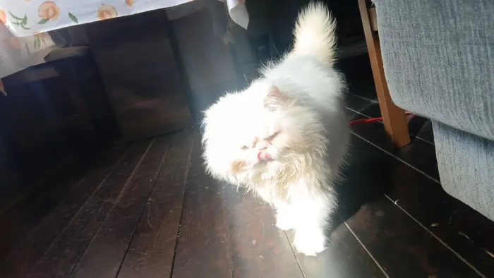 Vendo gato persa 5 meses ,vai com a caixinha dele fazer as necessidades 