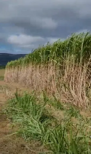 VAI ESPERAR O VERAO VOLTAR ... PLANTE BRS CAPIAÇU E TENHA FARTURA DE VOLUMOSO