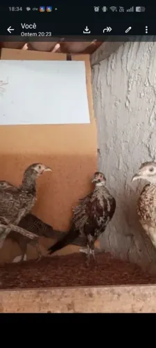 Vendo faisão coleira 