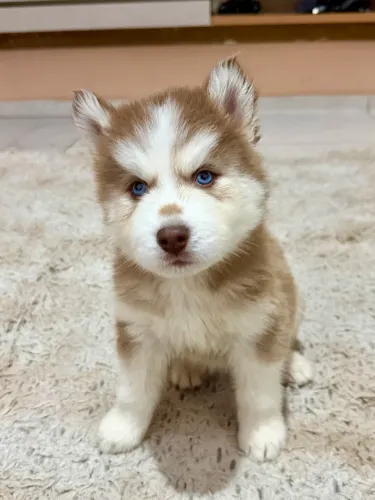 Husky siberiano 