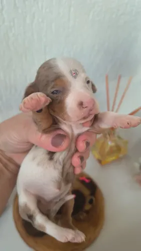 Dachshund fêmea bem pequena