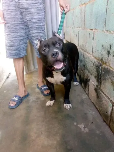 Vendo 3 filhote de pit bull