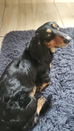 Cachorro salsicha