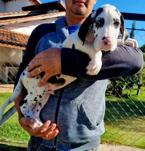 Dogue Alemão - Macho Arlequim c / Pedigree