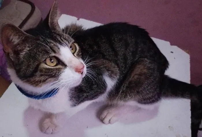 Doação de gato encontrado precisando de cuidados