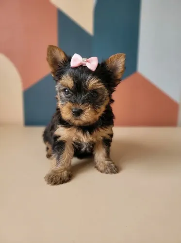 Yorkshire Terrier Fêmea Uma Princesa