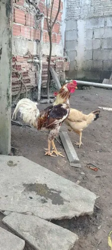 Vendo ou troco galo caipira 