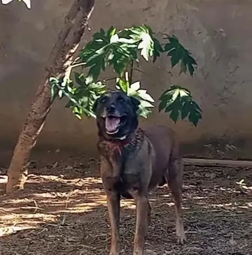 Venda de filhotes malinos