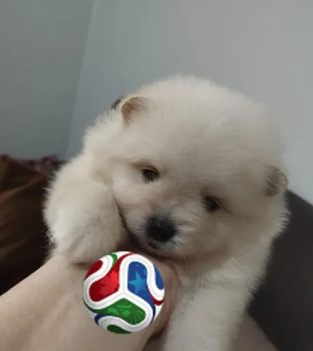 Filhote macho de Spitz 